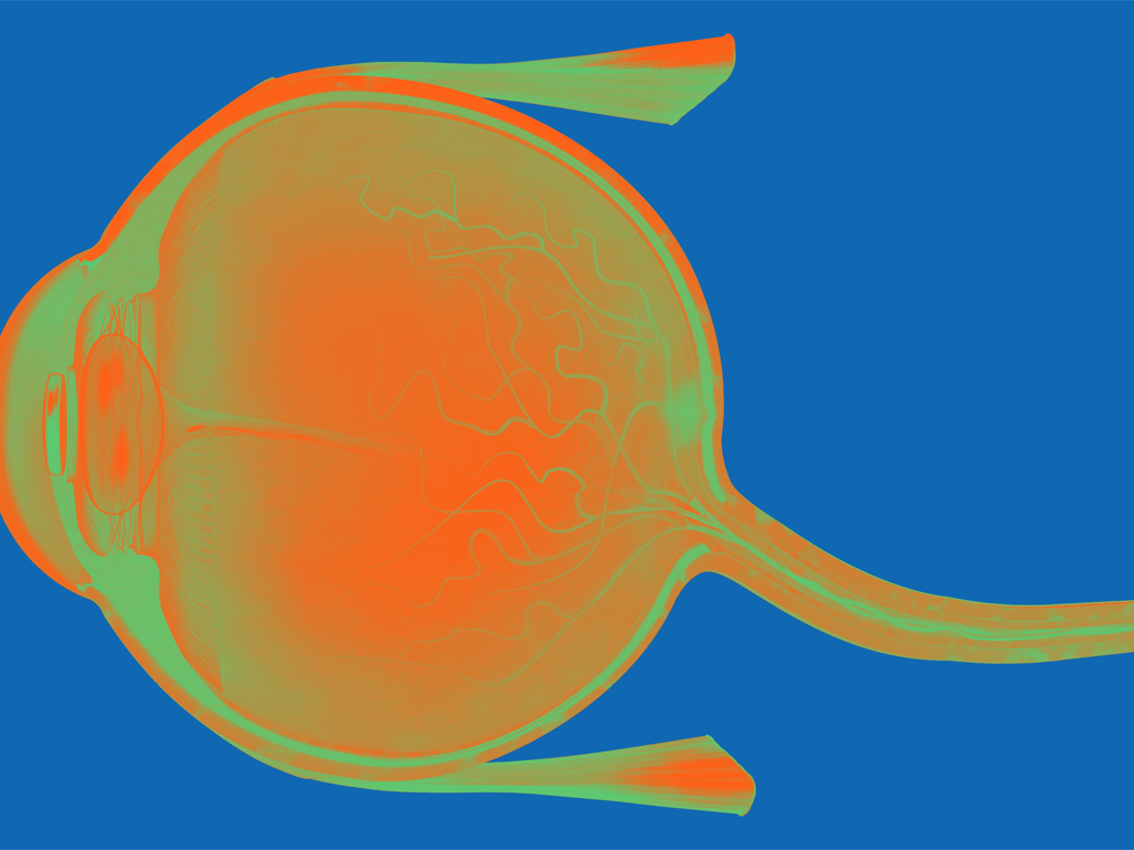 Illustration of human eye interior in side view.