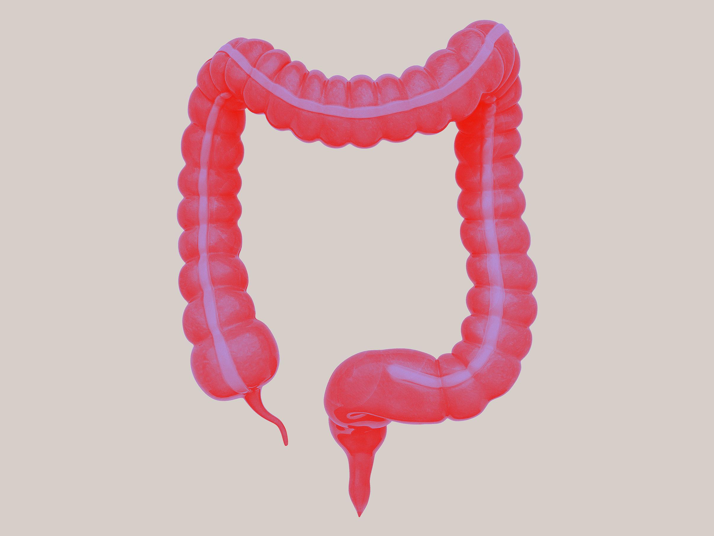 JJ Bodyillustration Interior Organ Colon Colorway01