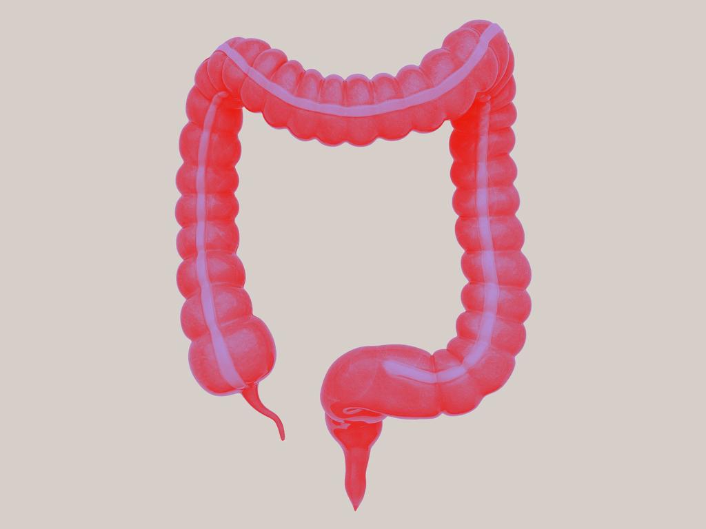 JJ Bodyillustration Interior Organ Colon Colorway01