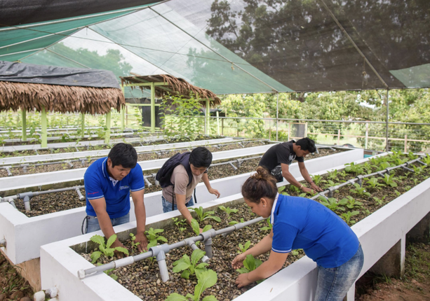 J&J employees contributing to a communal gardening project
