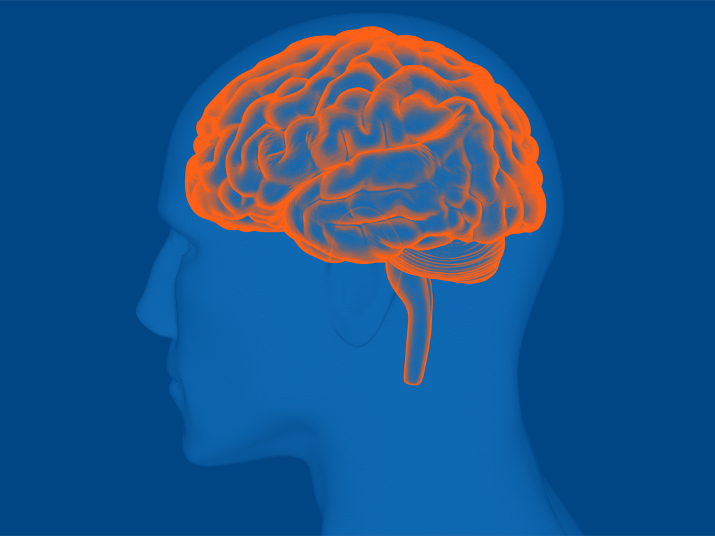 Brain with the surrounding head and brainstem visible.