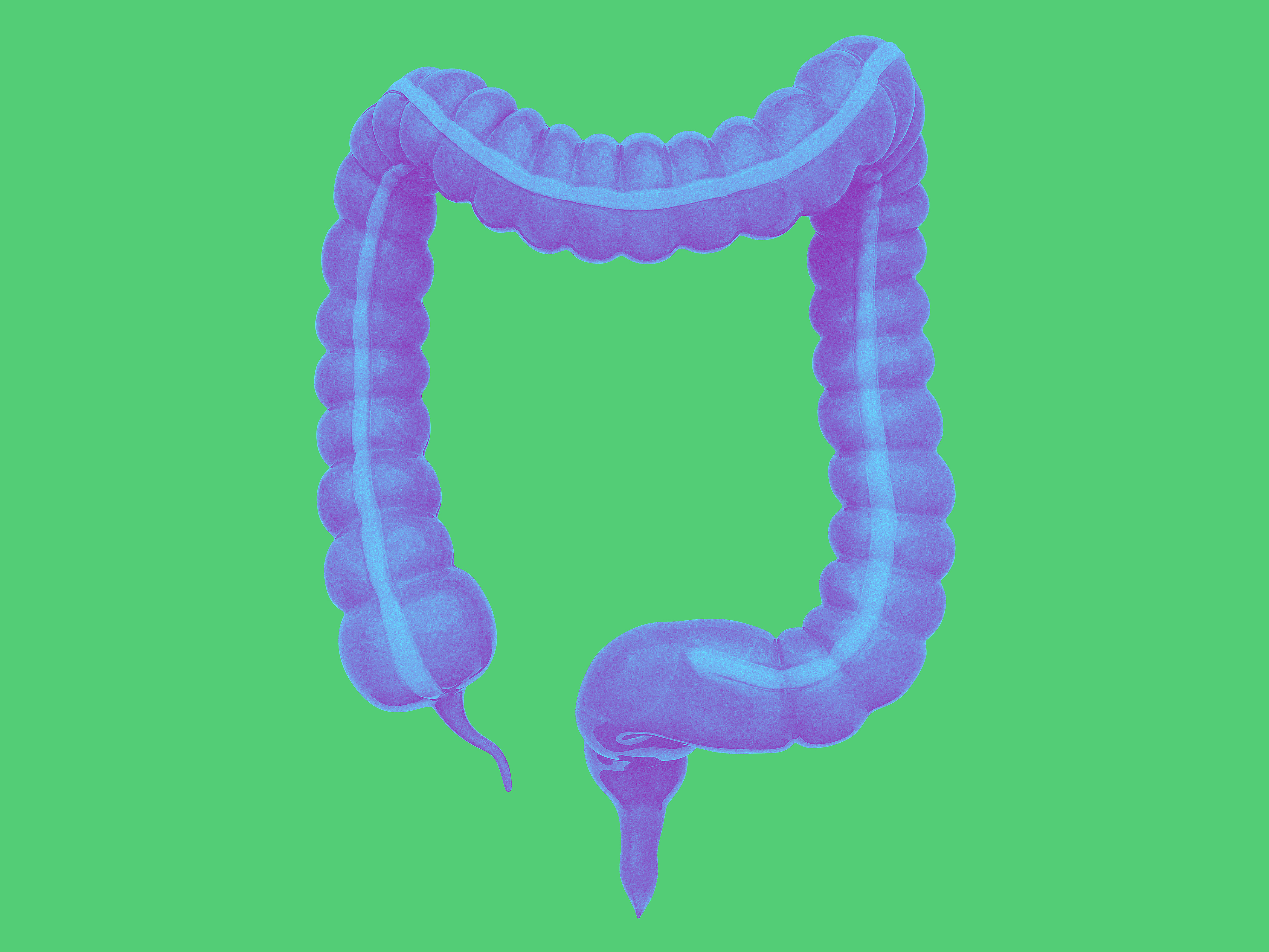 JJ Bodyillustration Interior Organ Colon Colorway02